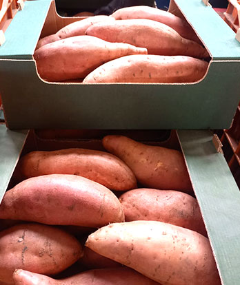 Tomato Puree Image 1