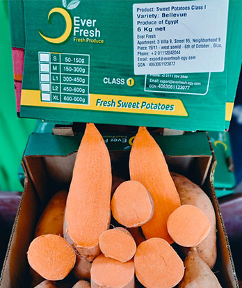 Tomato Puree Image 2